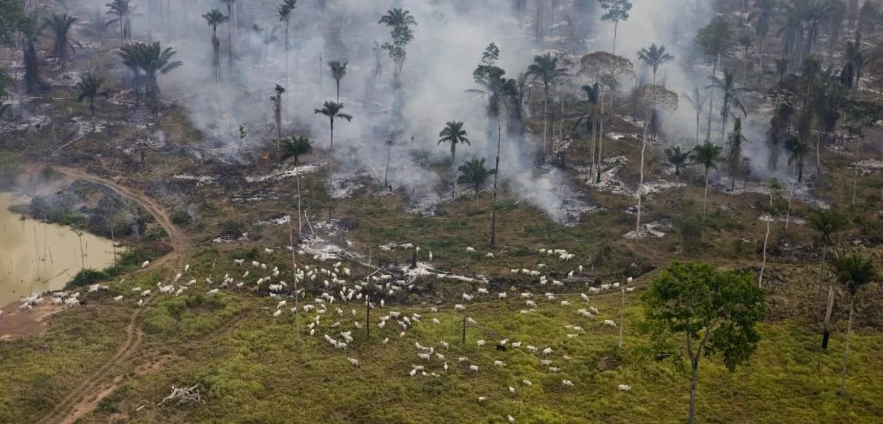 Queimada e desmatamento em área de criação de gado em São Félix do Xingu (PA)