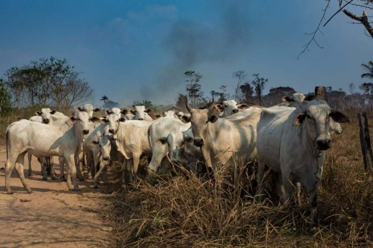 Nova legislação aprovada na União Europeia impede importações do bloco de carne proveniente de áreas desmatadas e pode afetar negócios com o Brasil