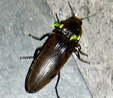 Besouro-de-fogo preto