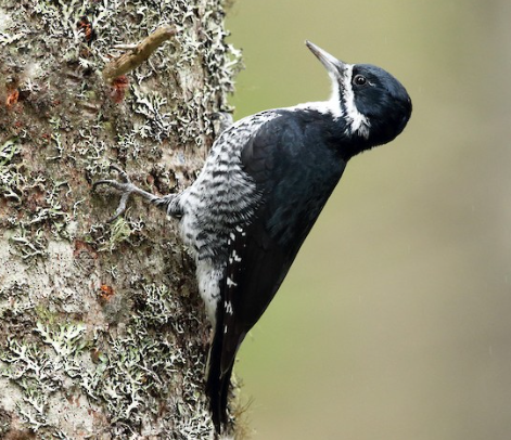 Pica-pau-de-dorso-preto