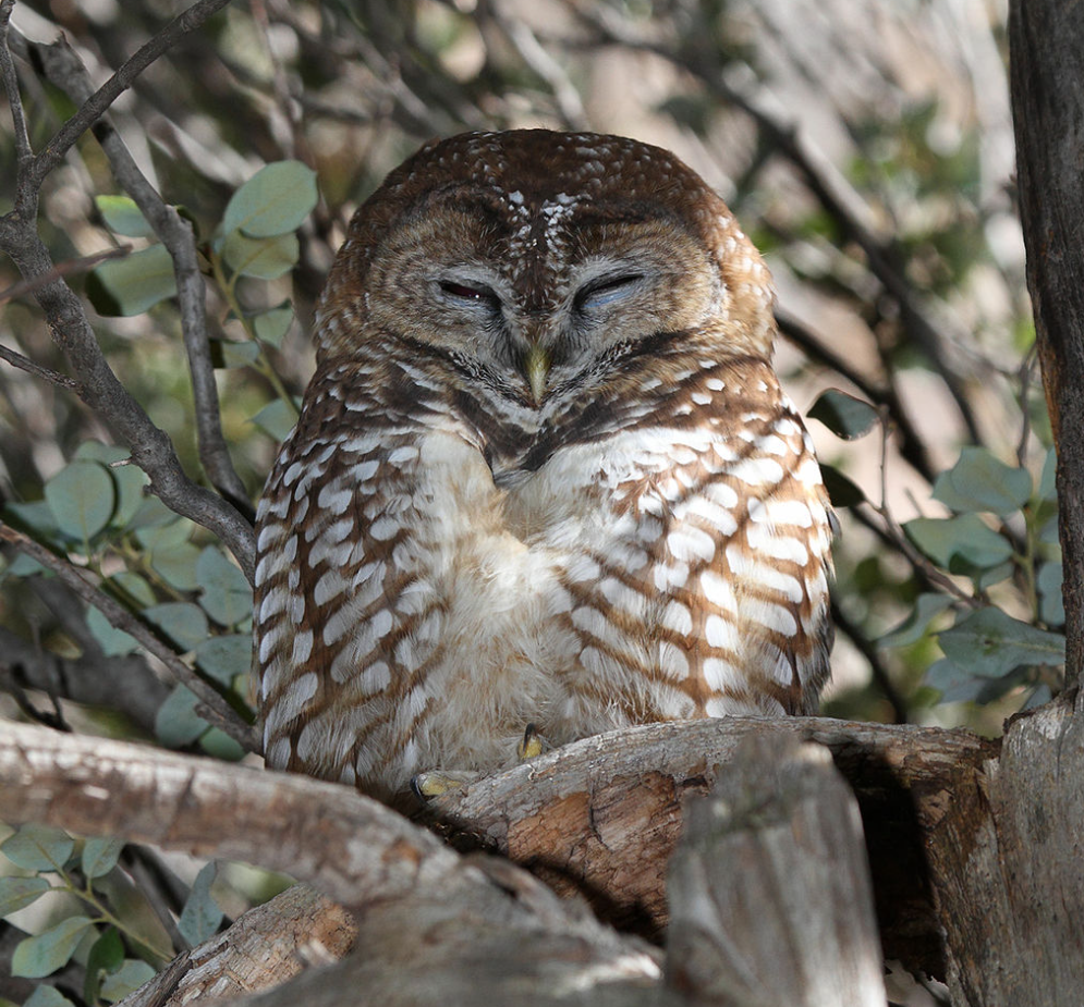 Coruja manchada
