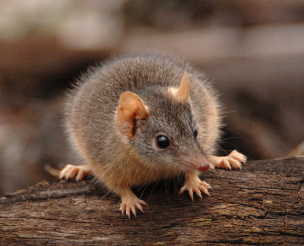 Antechinus