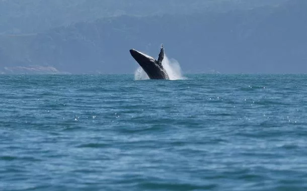 Observadorescassinos com bônus de cadastro se depósitobaleias veem retornocassinos com bônus de cadastro se depósitojubartes ao litoralcassinos com bônus de cadastro se depósitoSP décadas após caçadas