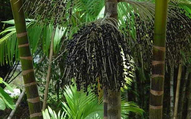 Produção de Açaí