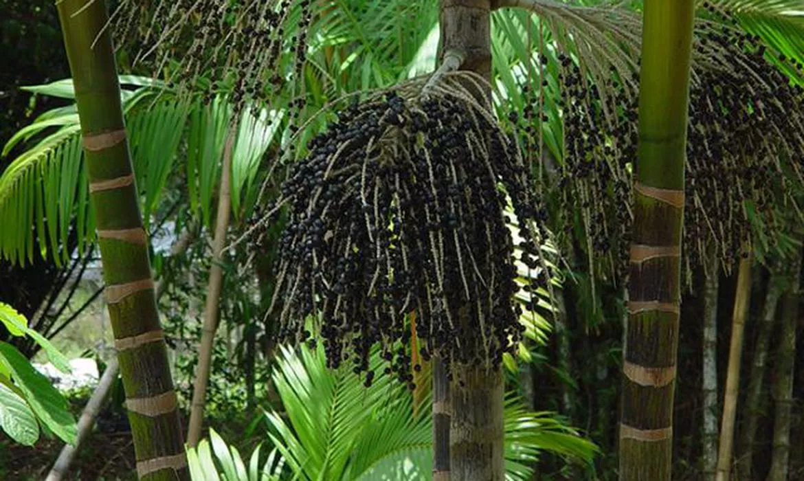 Produção de Açaí