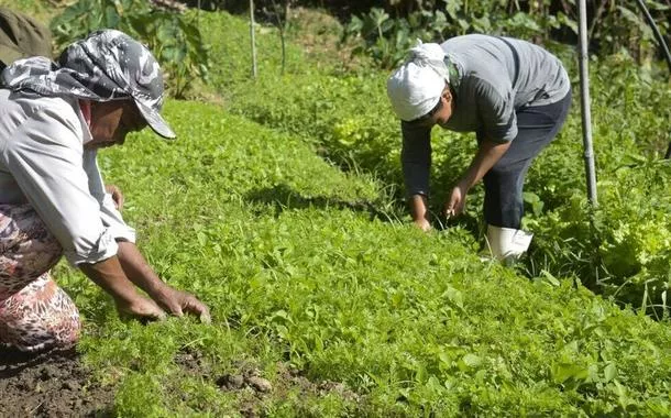 Agricultura regenerativa ganha força no Brasil: inovações e sustentabilidade em foco