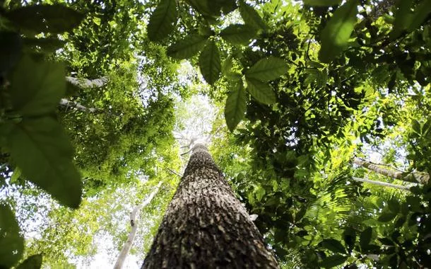Noruega formaliza nova doação, de mais de R$ 270 milhões, ao Fundo Amazônia