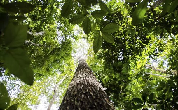 MapBiomas: Brasil reduziu em 11,6% o desmatamento em 2023