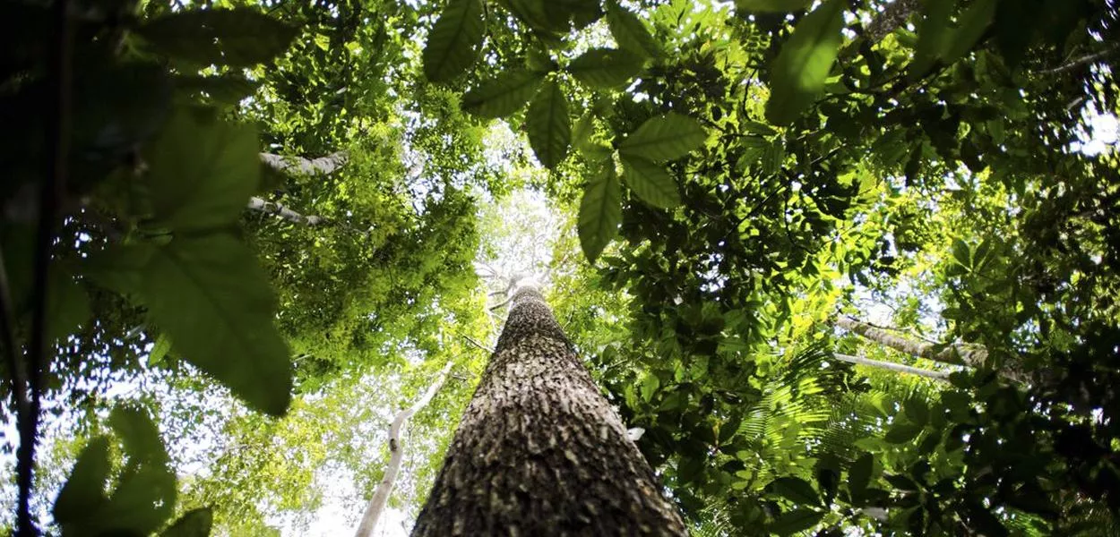 Floresta Amazônica