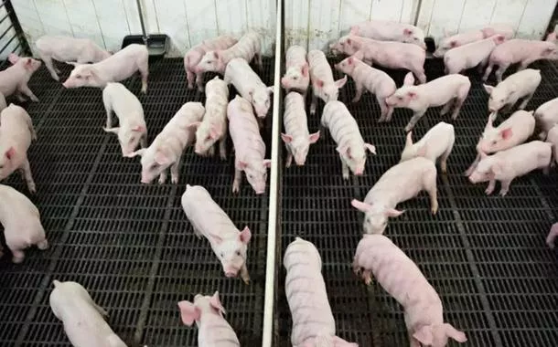 China abre investigação antidumping contra a carne suína europeia