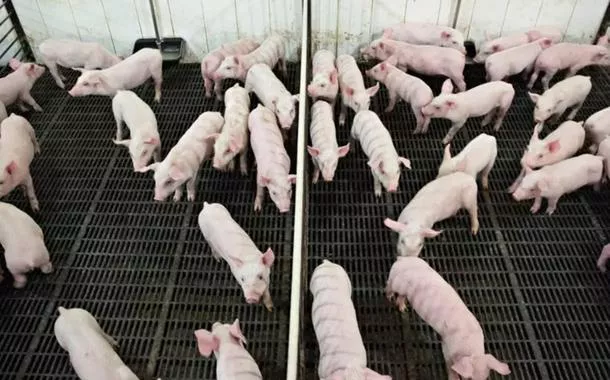 Exportação de carne suína do Brasil é recorde em setembro; embarque de frango retoma força