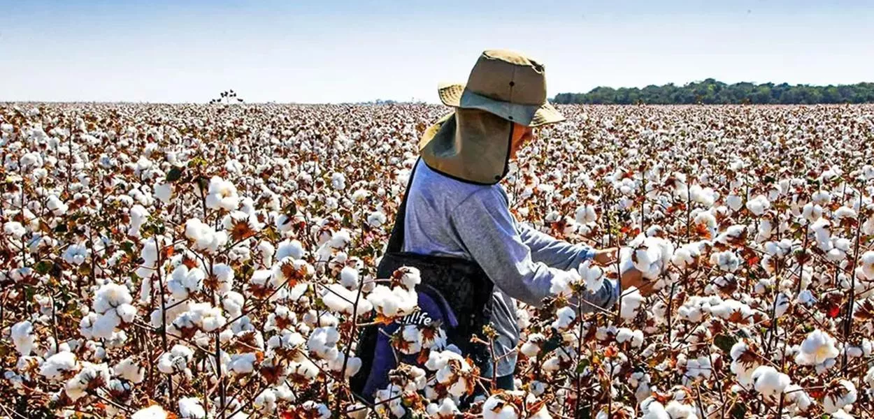 BrasilAgro prevê alta na produção de grãos e algodão