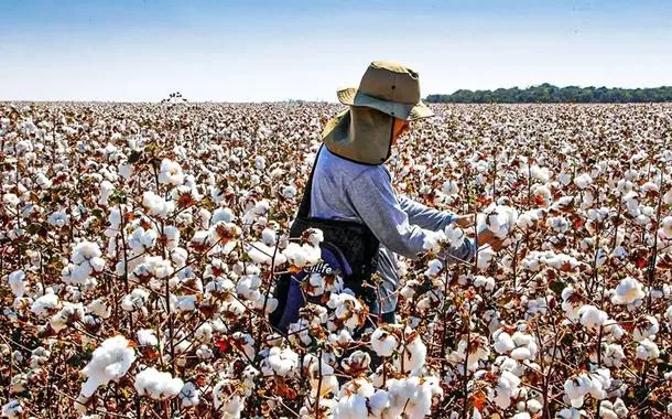 Dona da Zara pede clareza de certificadora de algodão após acusações contra produtores brasileiros