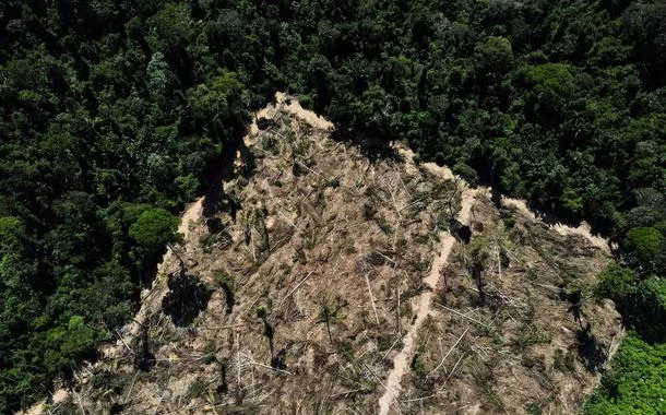 Cobertura florestal mundial perde 3,7 milhões de hectares em 2023