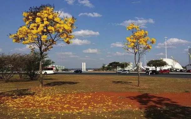 O brasiliense é, antes de tudo, um réptil