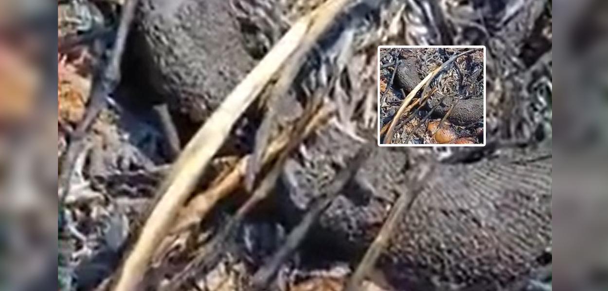 Sucuri gigante é flagrada capturando cachorro no quintal de casa em MS e vídeo viraliza