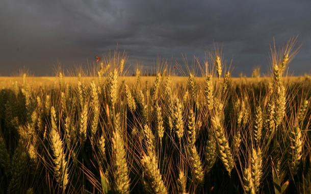 Trigocyber bet appcampocyber bet appÉcoust-Saint-Mein, França. REUTERS/Pascal Rossignol