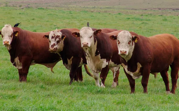Tecnologia é capaz de prever rebanhos bovinos com carne de alta qualidade