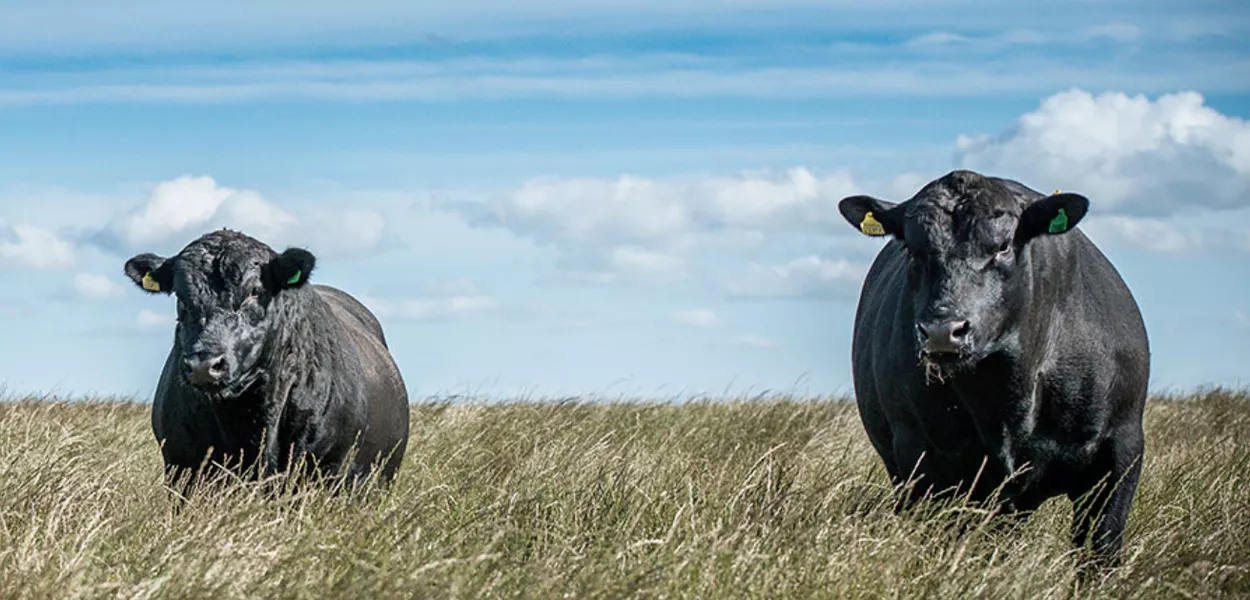 Exportação de carne Angus do Brasil cresce 260% em 2025