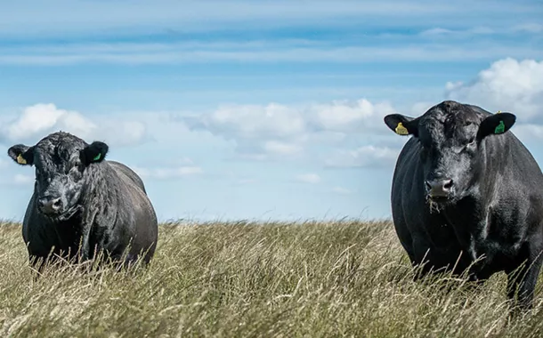 Exportação de carne Angus do Brasil cresce 260% em 2025