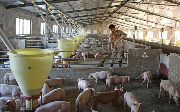Trabalhador em granja de suínos na China