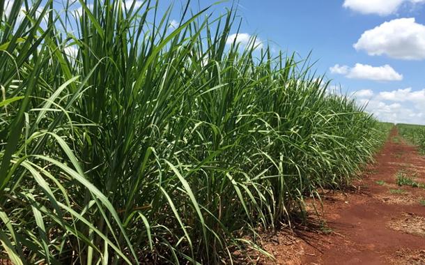 Plantação de cana-de-açúcar em Jacarezinho (PR)
