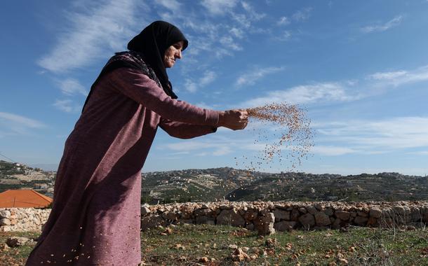 Zaynab Suweidan espalha grãos de trigo num campo no vilarejo de Yater