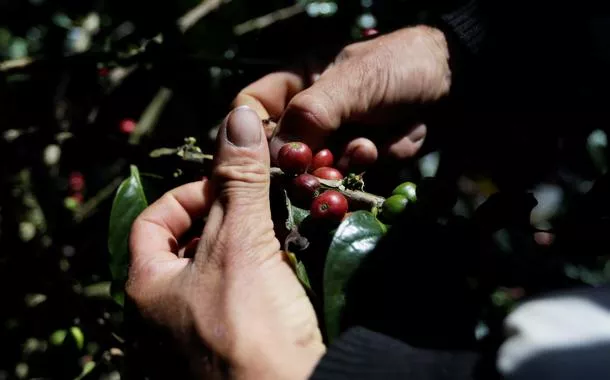 Café robusta atinge mínima de mais de 6 meses na ICE com aumento da oferta