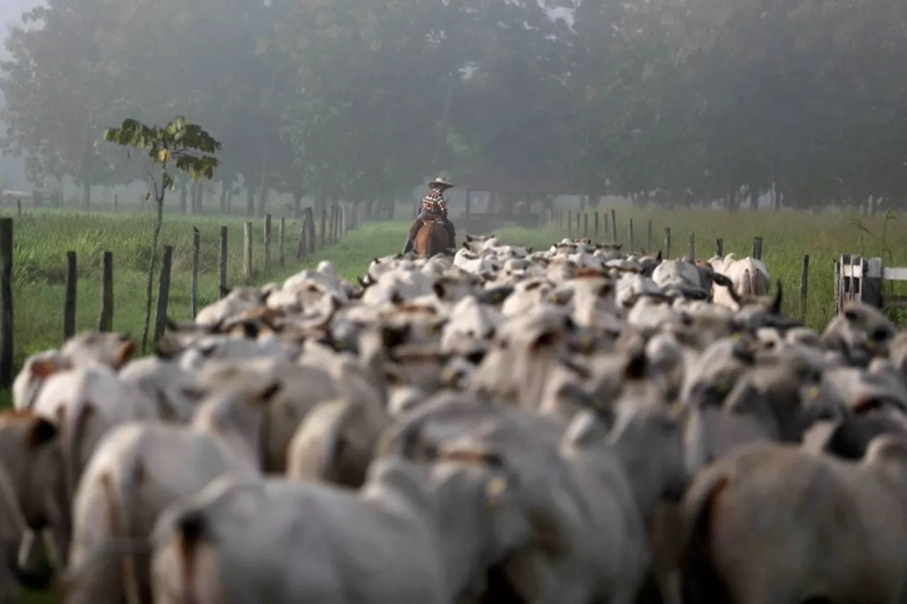 Gado na cidade de Tailândia, no Pará