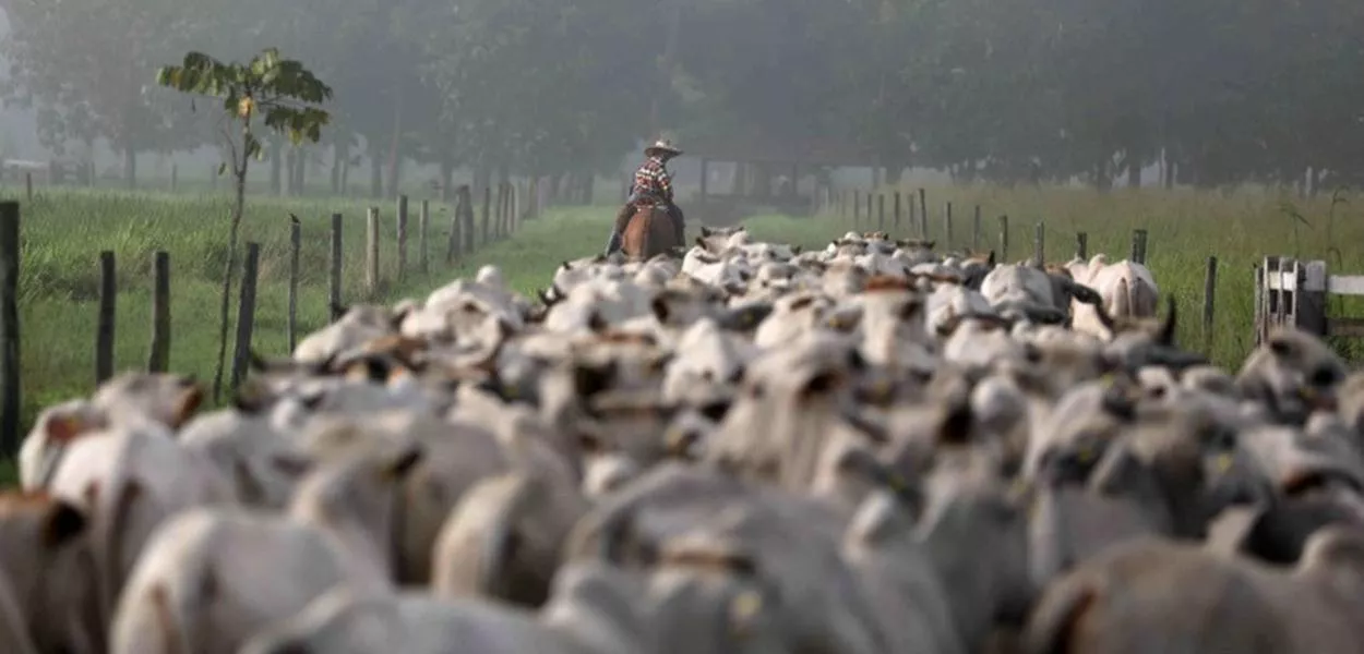Gado na cidade de Tailândia, no Pará