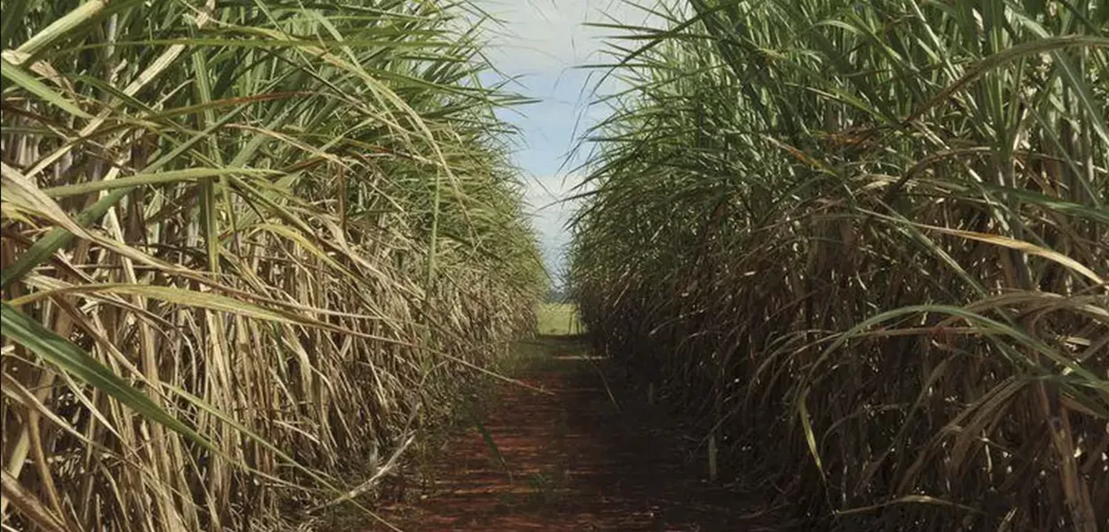 Plantio de cana de açúcar