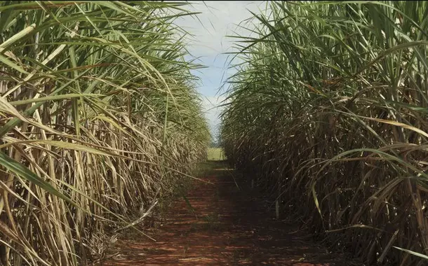 Plantio de cana de açúcar