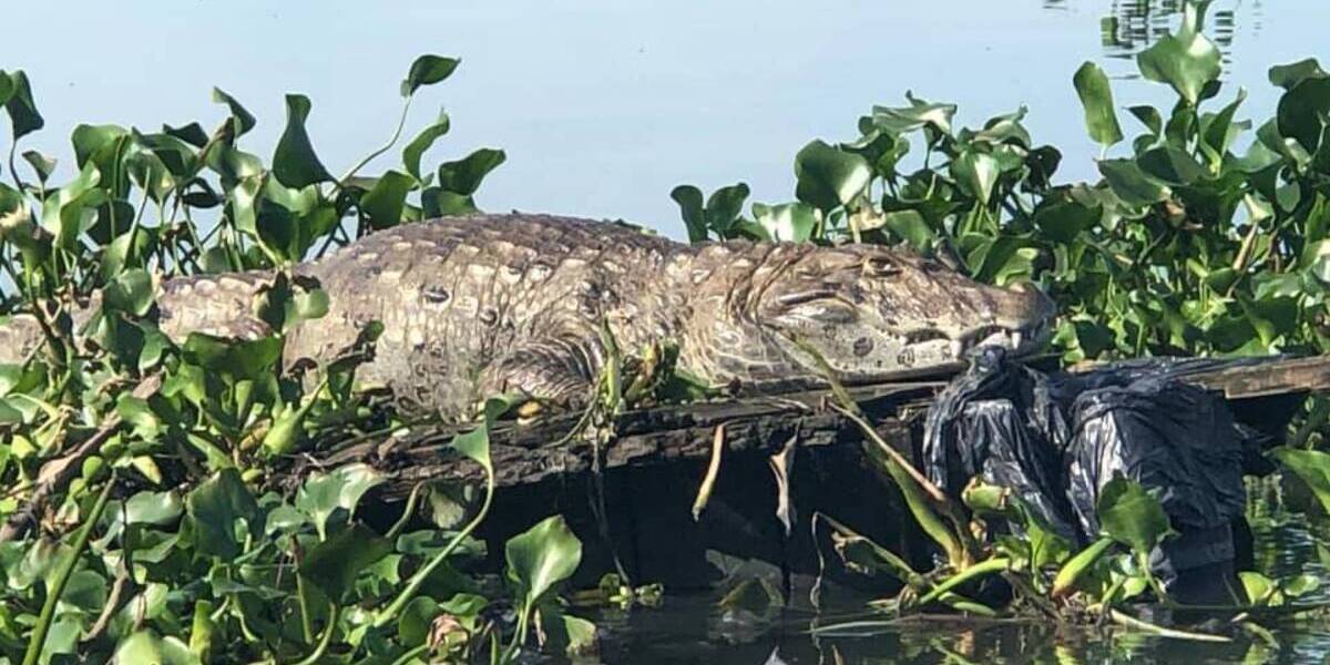 Poluição e esgoto ameça extinção dos jacarés da lagoa de Jacarepaguá ...