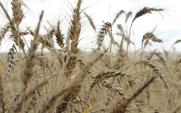Clima rigoroso reduz produção global de trigo e eleva preços