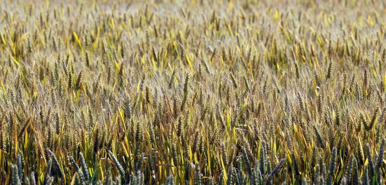 Lavoura de trigo