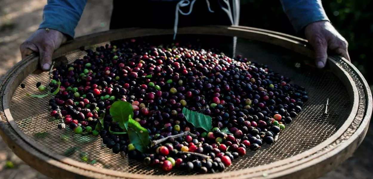 Trabalhador em colheita de café em Varginha, Minas Gerais