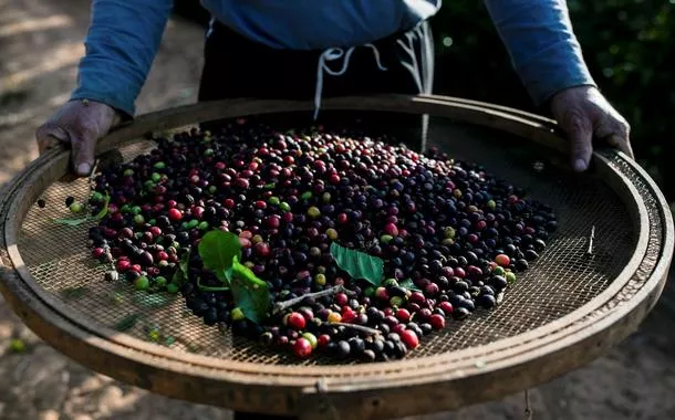 Embrapa indica que apenas 0,57% de região cafeeira amazônica teve desmate desde 2020