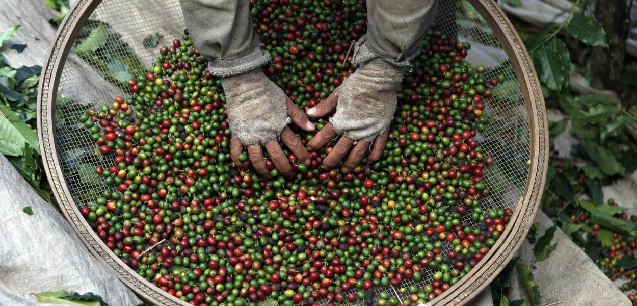 Colheita de café em Espírito Santo do Pinhal