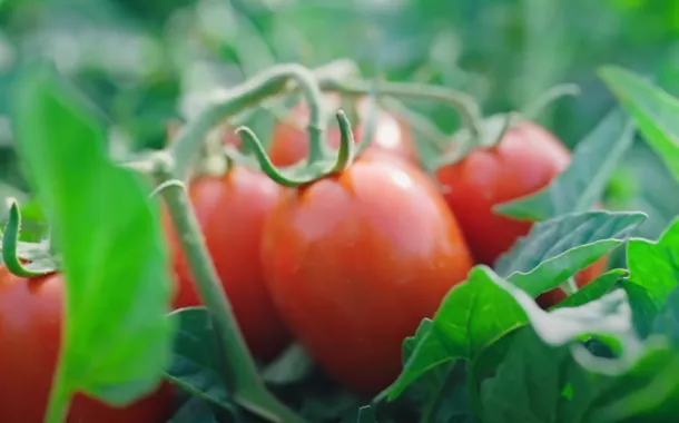 Avó e neto passam mal após comer molho de tomate em lata com bicho dentro; marca é popular entre os brasileiros