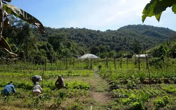 No Brasil, 15 milhões de hectares de imóveis rurais se sobrepõem a florestas, diz observatório