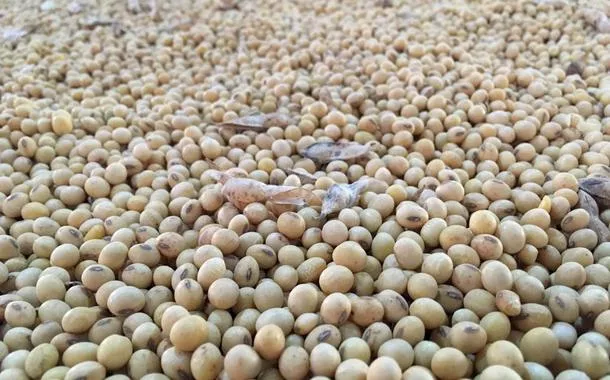 Em menos de quatro décadas, área destinada à soja cresce nove vezes