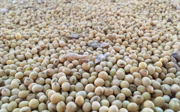 Participação dos EUA no mercado de soja da China deve cair com oferta argentina