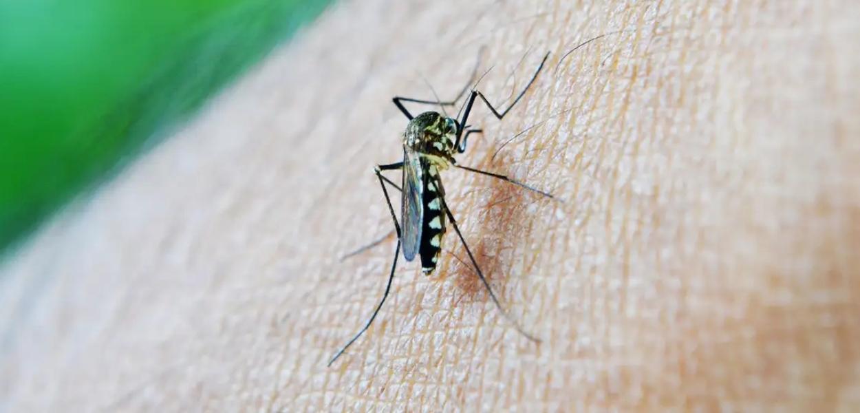 Mosquito da dengue, Aedes aegypti