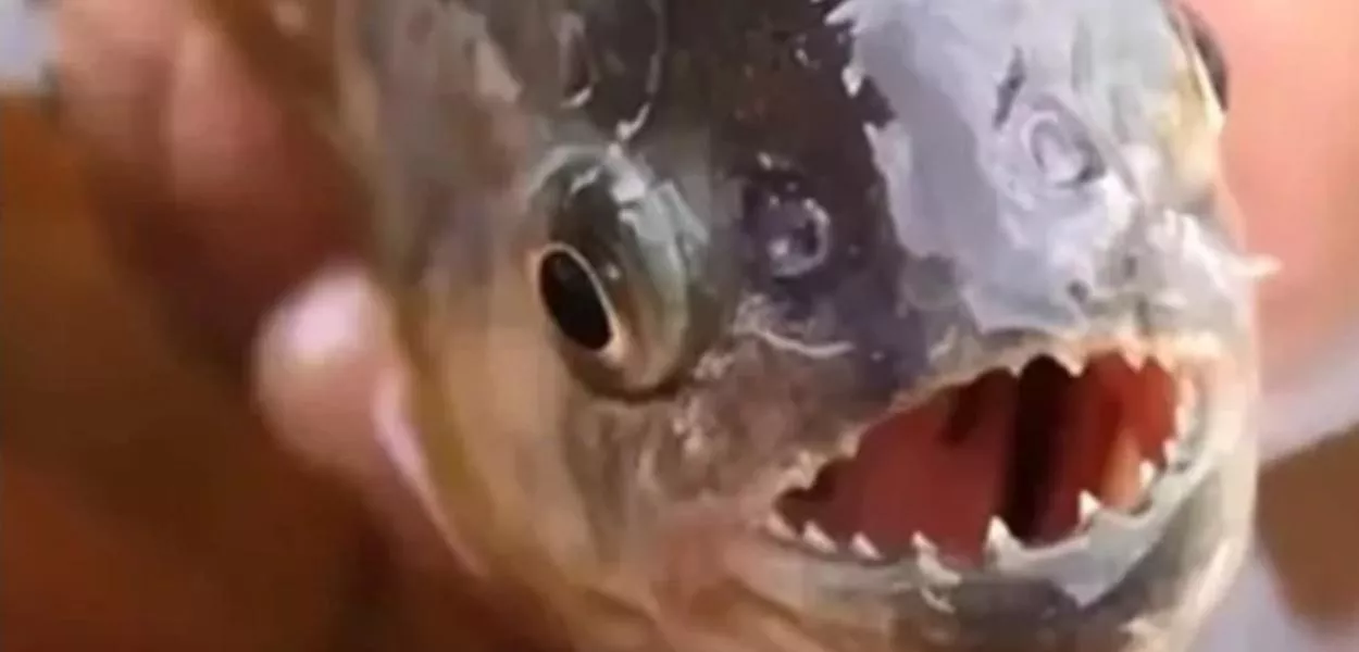 Piranha