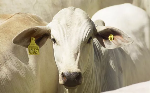 Ministério da Agricultura defende rastreabilidade individual de bovinos ainda este ano