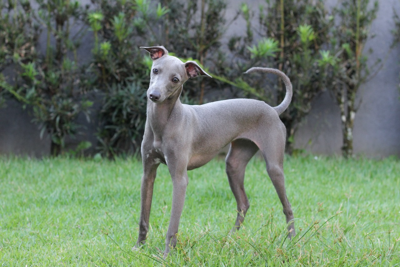 Como é ter um Pequeno Lebrel Italiano?