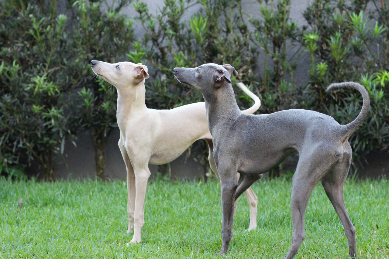 Como é ter um Pequeno Lebrel Italiano?