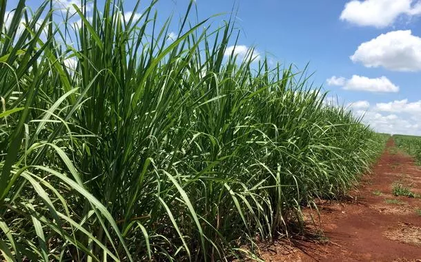 Moagem de cana do centro-sul do Brasil deve atingir 602,2 mi t em 24/25, diz StoneX