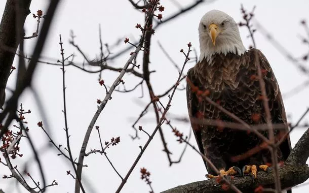 Biden restaura proteções, reduzidas por Trump, a espécies ameaçadas