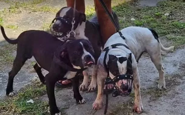 Donos de pitbulls que atacaram escritora são presos e responderão por lesão corporal